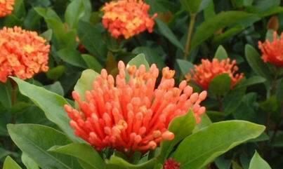 龙船花究竟是草本还是木本植物？（探究龙船花的生物特征和分类特点）