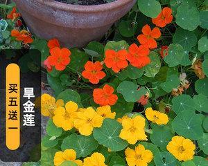 旱金莲水培养殖方法全解（水培旱金莲，无土栽培新玩法）
