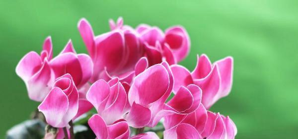 仙客来花语与寓意（探究美丽的花海中的含义与象征）