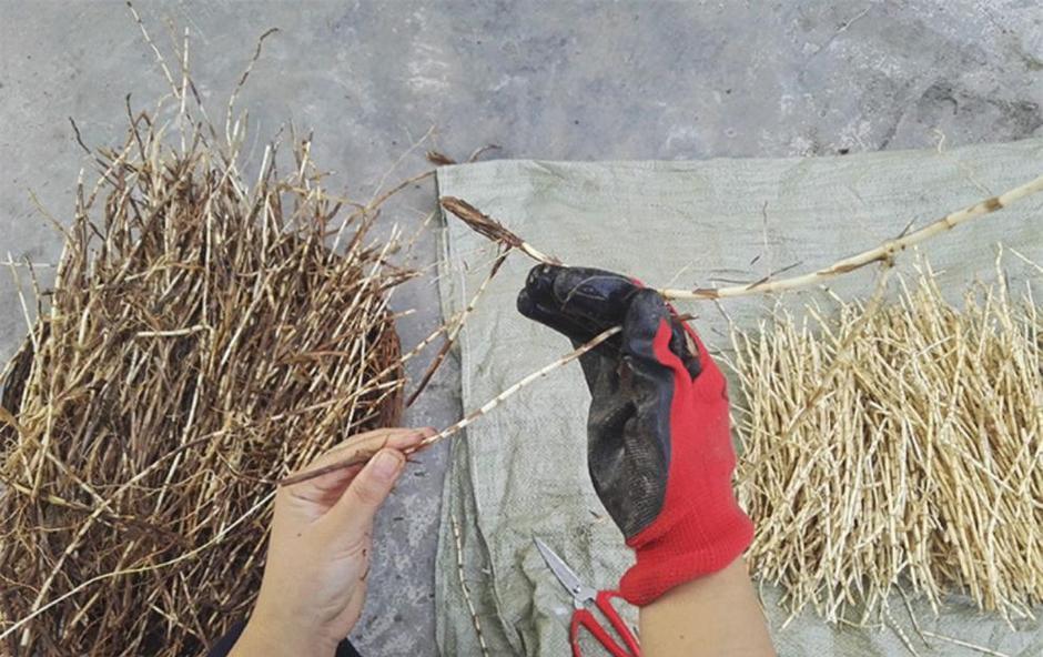 甘蔗的根系结构及特点（探究甘蔗的根系类型和生长特点，以及其对土壤和环境的影响）