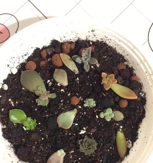 姬胧月的盆景养护时间剖析（探究姬胧月多久一次换盆的最佳周期）