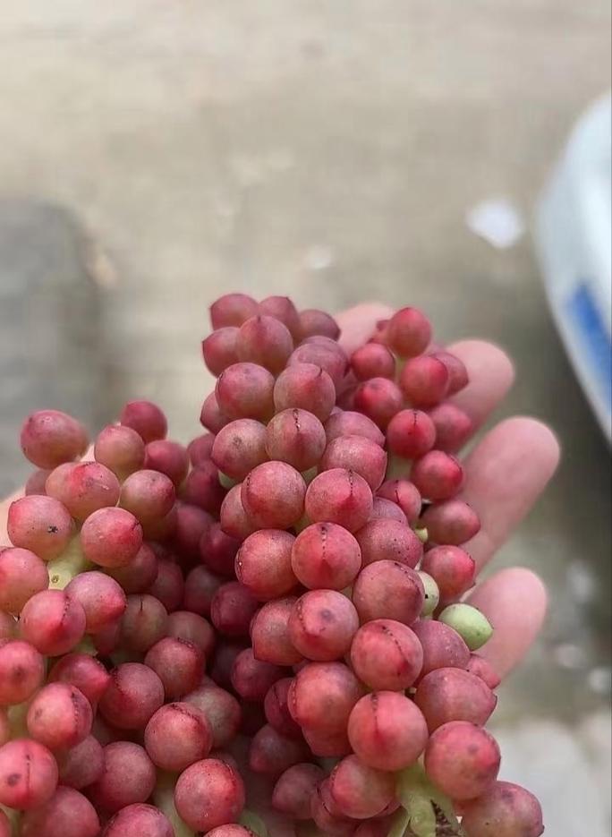 草莓几年结果实的栽培技巧（掌握这些关键技巧，让你的草莓连续多年结果实）