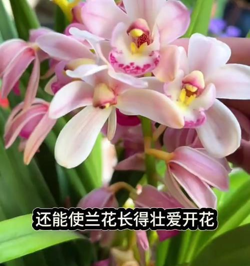 兰花室外养护全攻略（一起探索兰花在室外的生存之道）