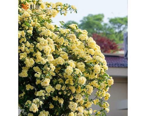 红木香的花期（了解红木香的花期时间，收获满满的美丽花景）
