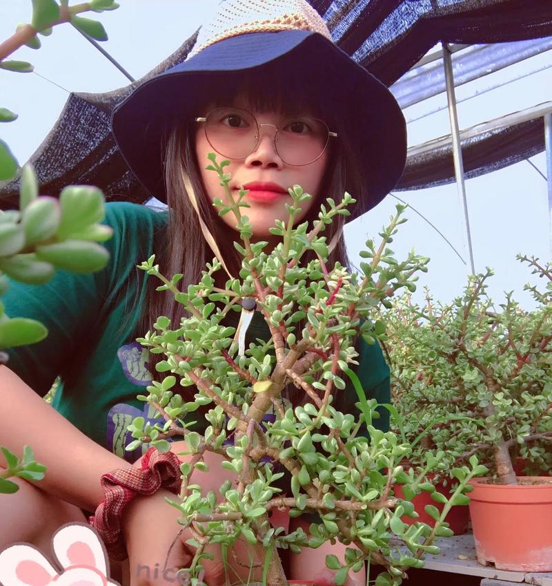 雅乐之舞盆栽的养护与上盆时间（一步步教你打造独特的雅乐之舞盆栽）