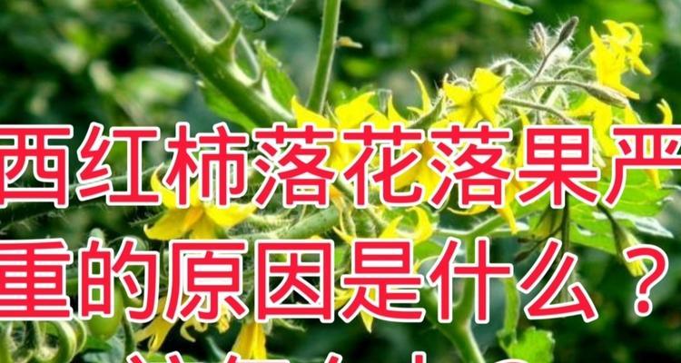 黄瓜落果的原因和处理方法（了解黄瓜落果的成因，科学处理，助你丰收）