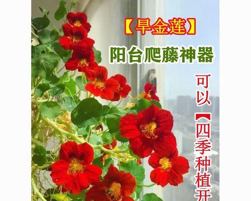 旱金莲开花时间及注意事项（了解旱金莲开花周期，让花园更美丽）