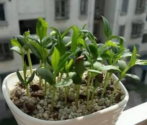 苹果种子可以发芽生长吗？（了解苹果种子的成长规律与种植技巧）