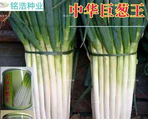 葱种子的种植方法（从选种到收成全面掌握，让你轻松育出健康葱苗）
