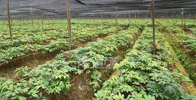 田七种植的适宜地点（从气候环境、土壤要求、栽培技术看田七种植的最佳地点选择）