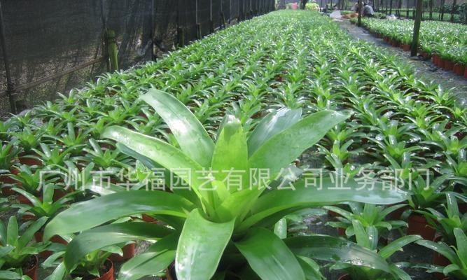 红掌种子的种植方法（如何快速、有效地培育美丽的红掌）