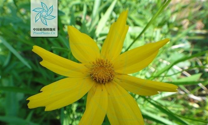 金鸡菊——多年生植物的生命之花（从生长习性到栽培技巧，探秘金鸡菊的种植养护）