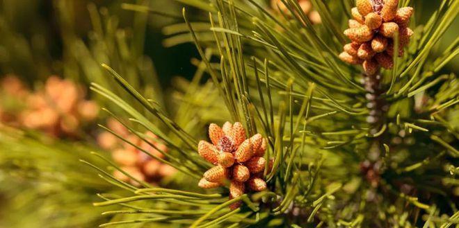 松果是裸子植物吗？（探究松果的植物分类和特征）