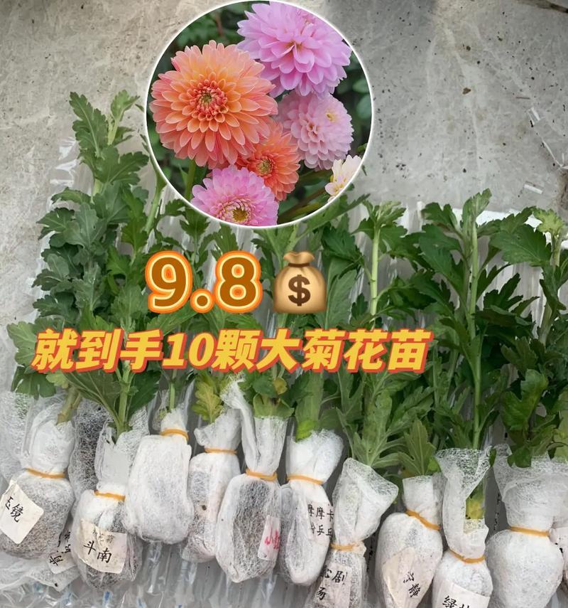 菊花开花时间（揭秘菊花的开花季节和花期长度）