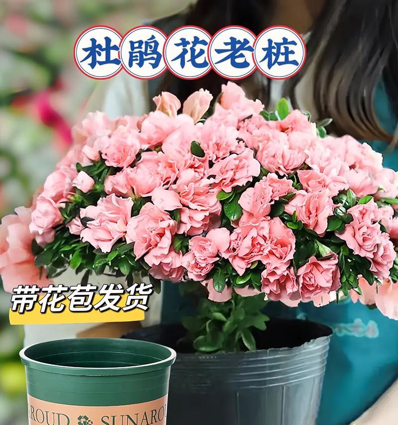杜鹃花换土全攻略（春季换土的时间和方法，让你的杜鹃花更加茂盛）