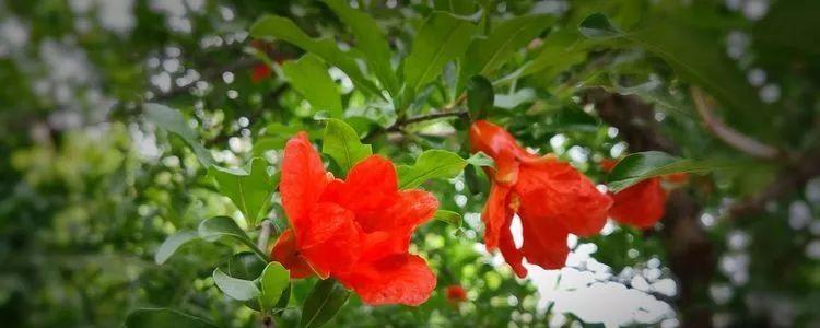 西安市花——紫荆花（探寻紫荆花的历史与魅力）