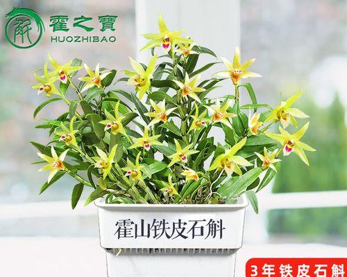 阳台种植铁皮石斛的时间和方法（轻松掌握铁皮石斛的种植技巧，让阳台更美丽）