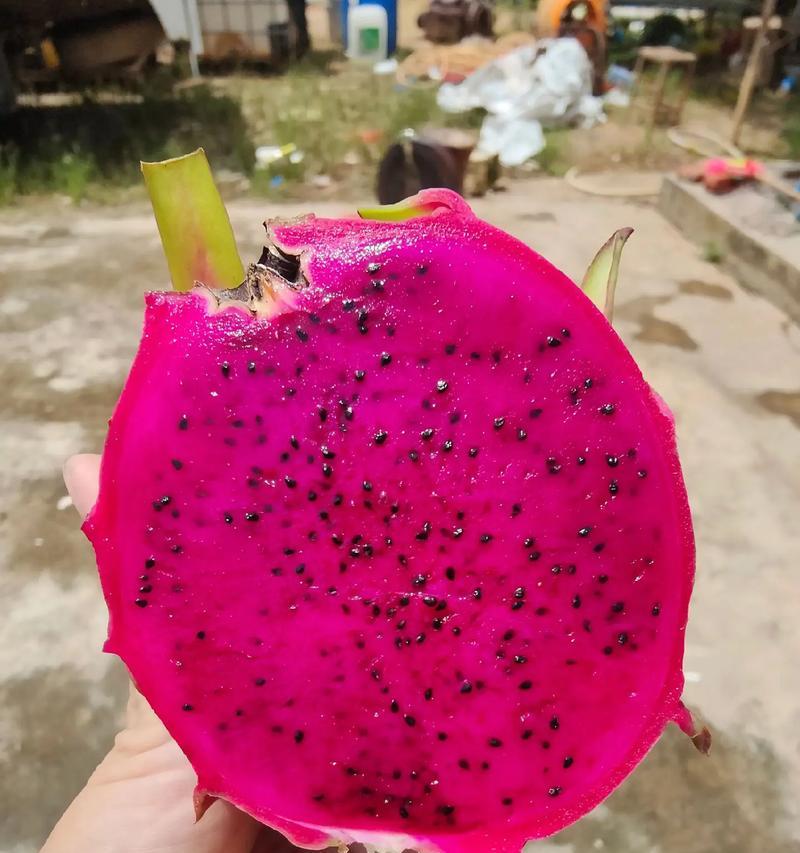 火龙果种子种植时间选取（最佳播种时间与成功种植技巧）