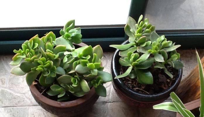 玉树可以用沙子种植吗？（探讨在荒漠地区种植玉树的可行性）
