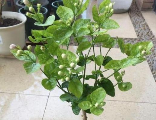 盆栽茉莉浇水方法（如何科学浇水让茉莉茂盛生长）