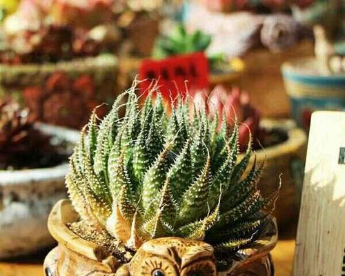 波露花的象征意义剖析（探究波露花在文化、艺术等领域中的象征意义）