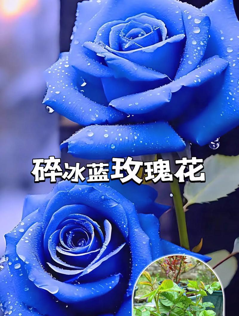 蓝玫瑰花的花语深度解析（揭秘蓝玫瑰花的神秘面纱——蓝色花朵的花语）