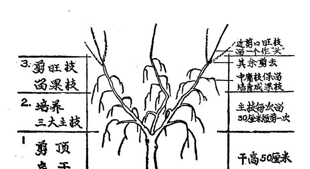 仙人山修剪造型方法与步骤（打造美丽仙人山，修剪要注意什么？）