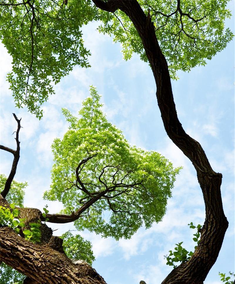 降龙木——中华传统名木（探寻降龙木的产地、特点和用途）