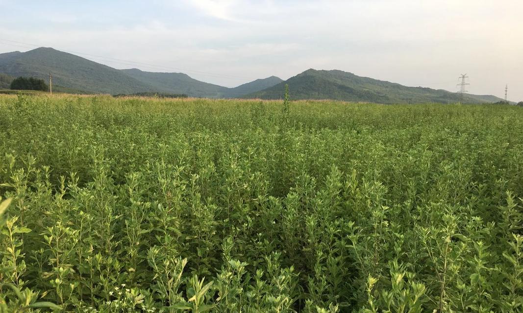 艾草种植指南（选址、播种、管理、收获，一文get艾草种植秘籍）