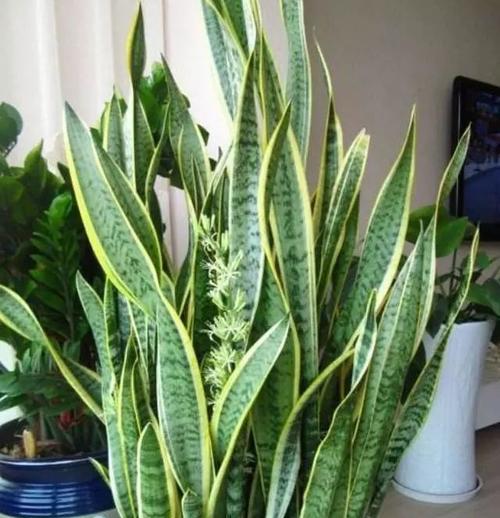 虎皮兰是否适合浇淘米水？（探讨虎皮兰的浇水方法）