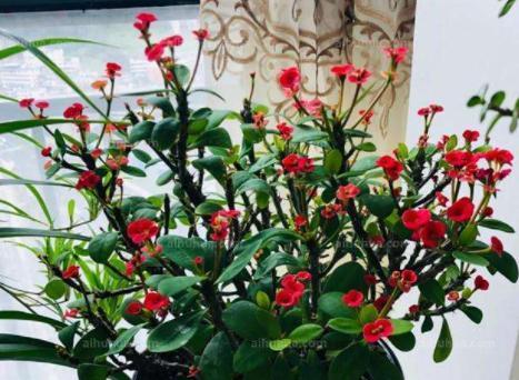 为什么刺梅不开花？——探究刺梅不开花的原因（刺梅不开花的因素及解决方法）