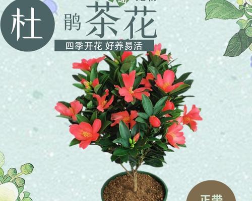 茶花树开花频率与花期特点（一年几次开花？花期长短如何？）