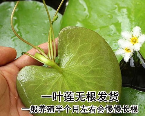 一叶莲的繁殖方法与时间详解（图解教你轻松繁殖一叶莲，）