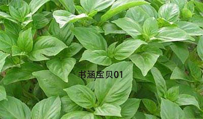九层塔种子保存与繁殖（详细教你九层塔种子怎么保存和繁殖，打造自家花园）