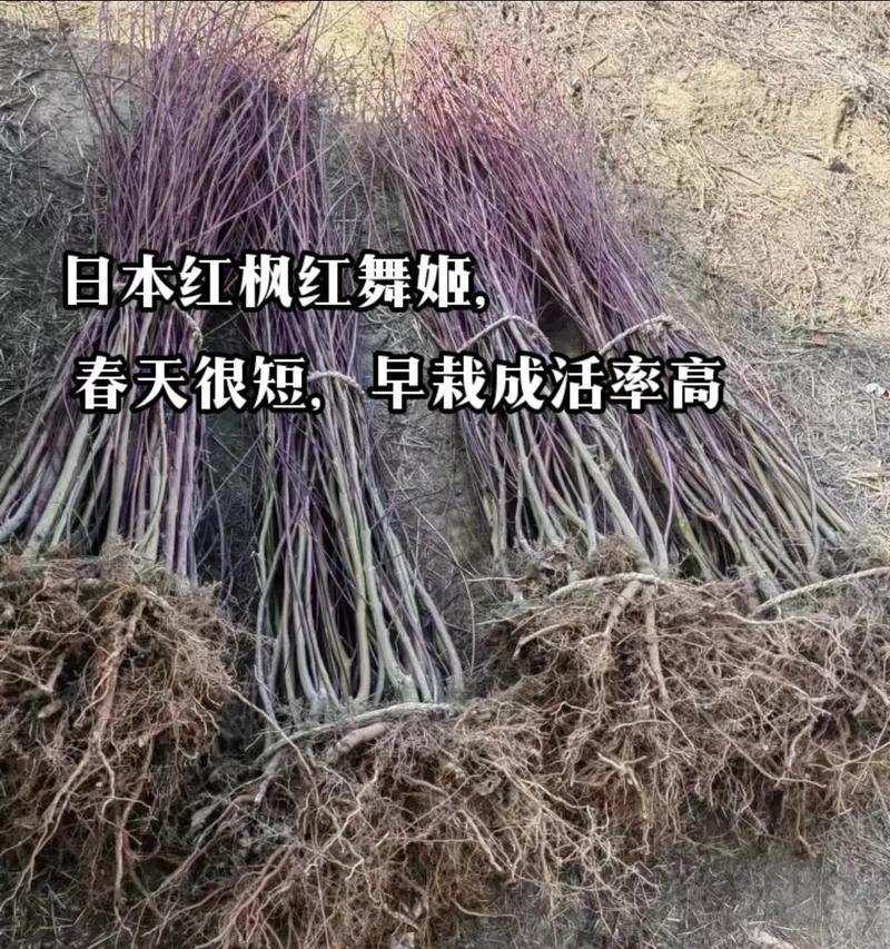 日本红枫之美——从种植到养护（了解日本红枫的特点和技巧，让你轻松养活红枫）