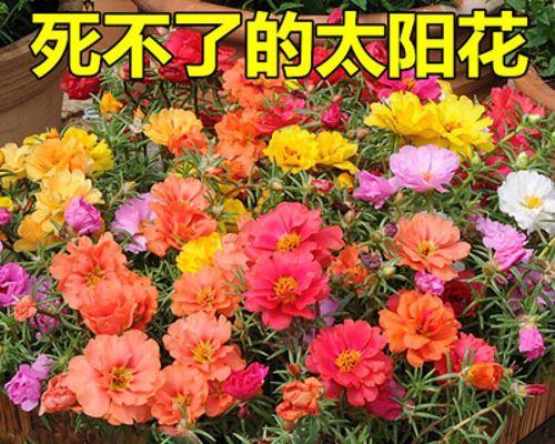 向日葵肥料选择与施用技巧（掌握正确的施肥方法，让向日葵迎来更美好的生长）