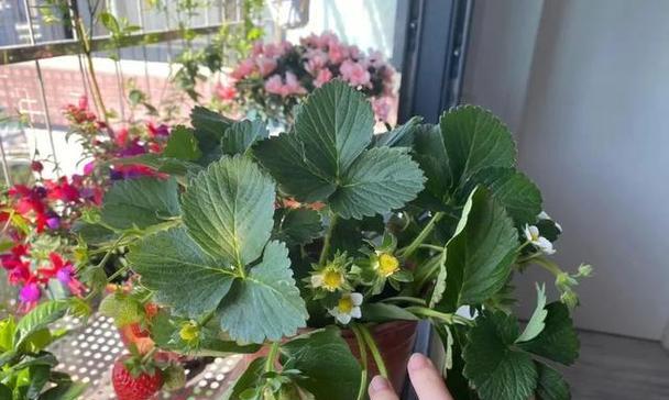草莓苗修剪完全指南（草莓苗修剪的时间、方法和注意事项）