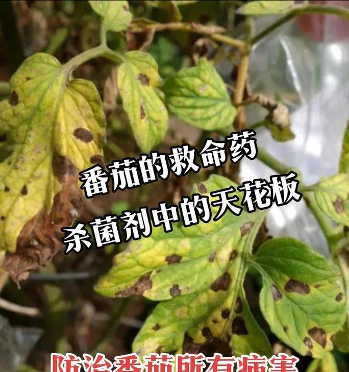如何科学地用农药保护番茄？（掌握这些关键点，让你的番茄庄稼更“健康”）