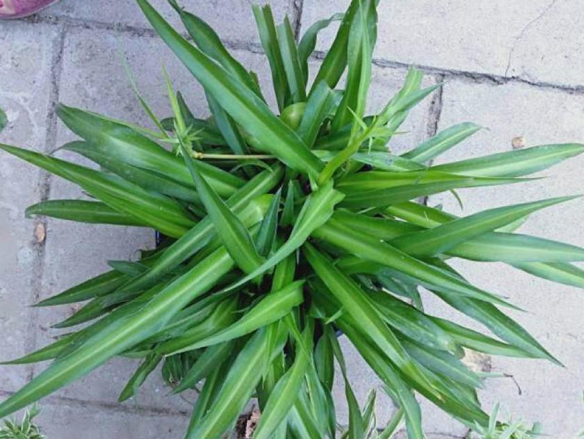 揭秘香菜的养殖秘籍——耐阴植物吗？（探究香菜对阳光和温度的要求，解决耐阴疑惑）
