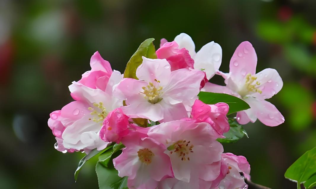 洋甘菊喜阴还是喜阳？——探究洋甘菊的生长环境（生长适应度、光照强度、土壤要求及育苗技巧）