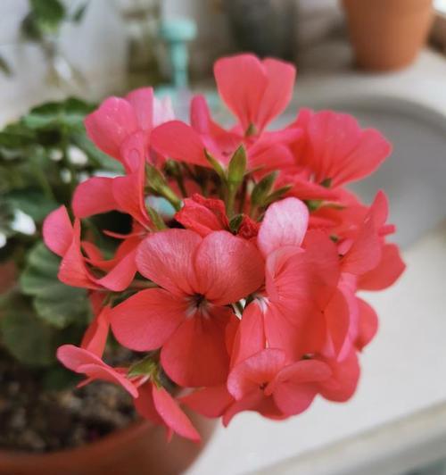 温室里的花养殖指南（打造独特的温室花园，让你的家更美丽）