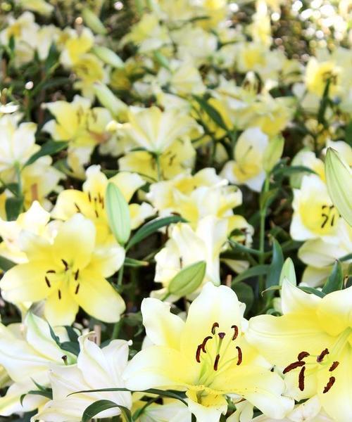 百合花的花语与象征（美丽的百合，寓意深远）