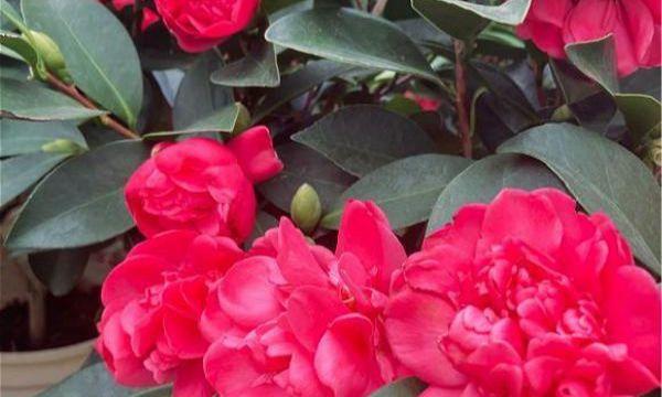 四季花开，风景常在（探寻四季性花的美丽与神秘）