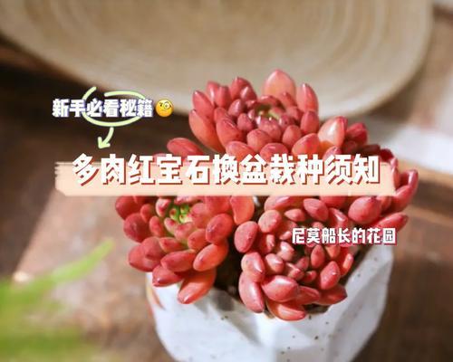多肉栽种方法与注意事项（打造美丽多肉花园，助力家居装饰）