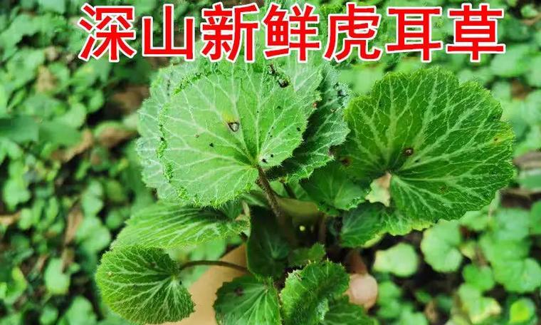 解锁佛耳草的奇妙之处（探究佛耳草的别名及功效，助你认清它的真面目）