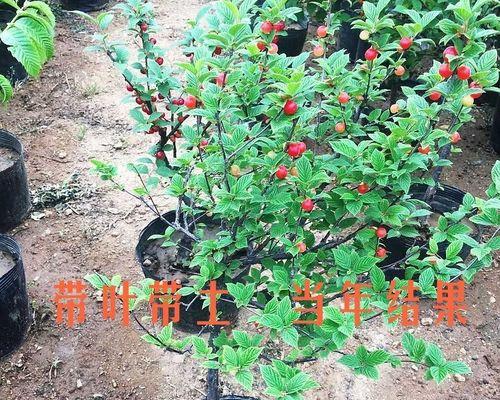 野樱桃盆景栽培技术（打造属于你的自然风情小世界）