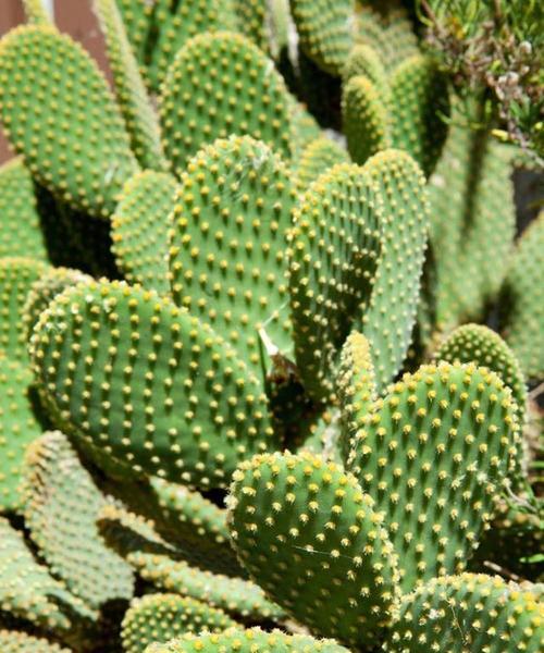 揭秘仙人掌（探究仙人掌的植物类别和特点）