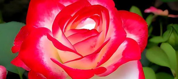 世界上最圣洁的花（探索世界上最美丽、神圣的花卉之路）