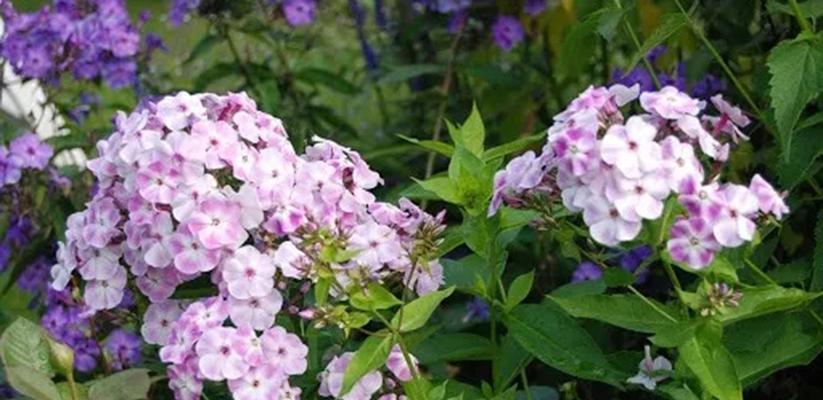 宿根花卉的特点、品种分类、栽培技巧、繁殖方法、养护技巧、应用价值、园林景观、未来发展