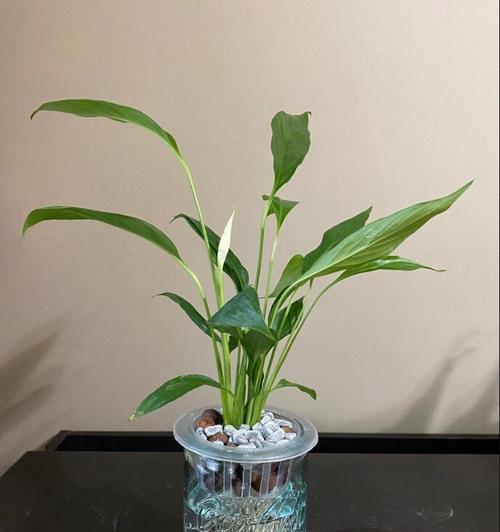 水培白掌养殖技巧（快速掌握白掌养殖要点，让你的植物更旺盛）